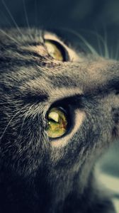 Preview wallpaper cat, fur, eyes