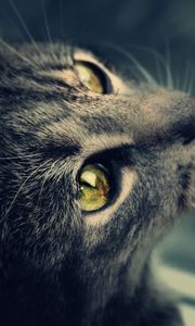 Preview wallpaper cat, fur, eyes