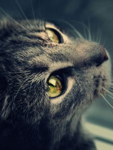 Preview wallpaper cat, fur, eyes