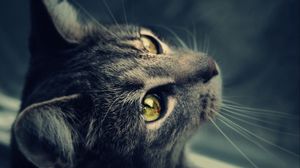 Preview wallpaper cat, fur, eyes