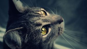 Preview wallpaper cat, fur, eyes