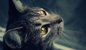 Preview wallpaper cat, fur, eyes