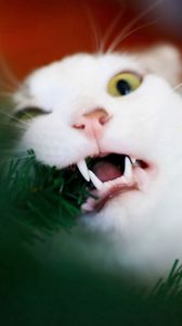 Preview wallpaper cat, fur, playful, biting