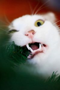 Preview wallpaper cat, fur, playful, biting