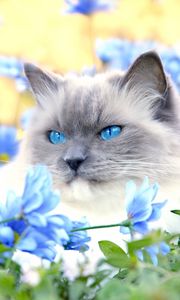 Preview wallpaper cat, furry, blue, eyes, lie, flowers, grass