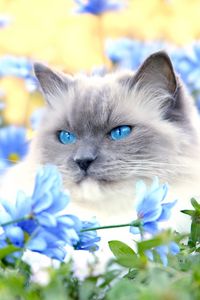 Preview wallpaper cat, furry, blue, eyes, lie, flowers, grass