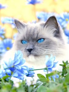 Preview wallpaper cat, furry, blue, eyes, lie, flowers, grass