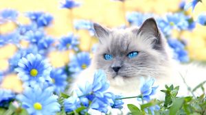 Preview wallpaper cat, furry, blue, eyes, lie, flowers, grass