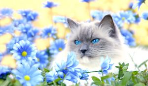 Preview wallpaper cat, furry, blue, eyes, lie, flowers, grass