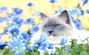 Preview wallpaper cat, furry, blue, eyes, lie, flowers, grass