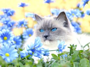 Preview wallpaper cat, furry, blue, eyes, lie, flowers, grass