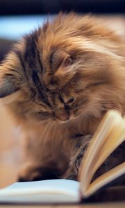 Preview wallpaper cat, furry, book