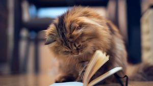 Preview wallpaper cat, furry, book