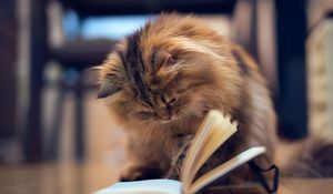 Preview wallpaper cat, furry, book