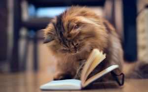 Preview wallpaper cat, furry, book