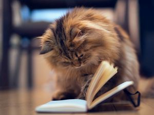 Preview wallpaper cat, furry, book