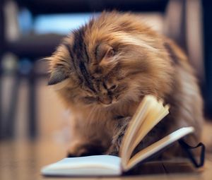 Preview wallpaper cat, furry, book