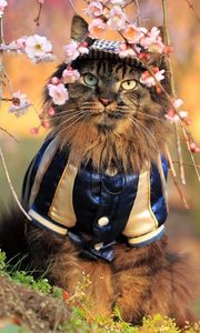 Preview wallpaper cat, furry, costume, branches, trees, flowers