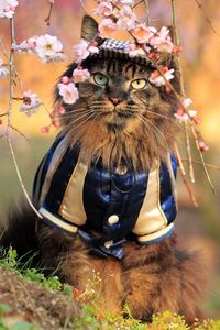 Preview wallpaper cat, furry, costume, branches, trees, flowers