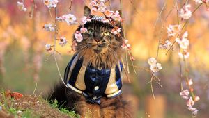 Preview wallpaper cat, furry, costume, branches, trees, flowers