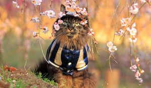 Preview wallpaper cat, furry, costume, branches, trees, flowers