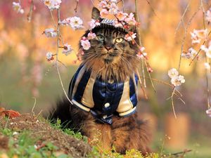 Preview wallpaper cat, furry, costume, branches, trees, flowers