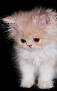 Preview wallpaper cat, furry, curious, cute