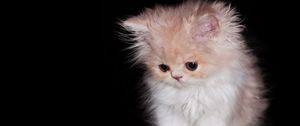 Preview wallpaper cat, furry, curious, cute