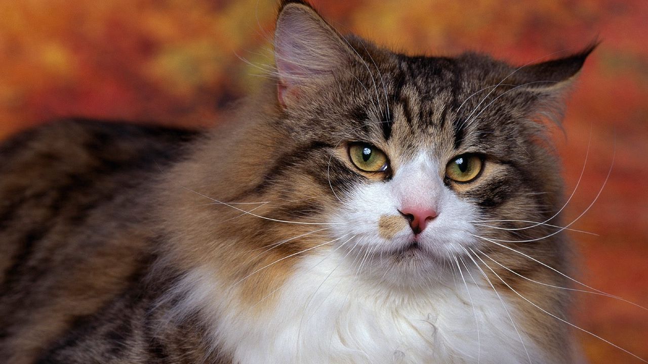 Wallpaper cat, furry, eyes, hair