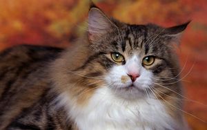 Preview wallpaper cat, furry, eyes, hair