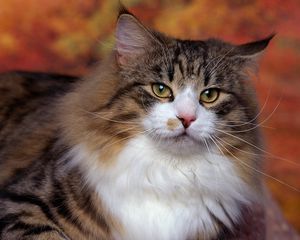 Preview wallpaper cat, furry, eyes, hair