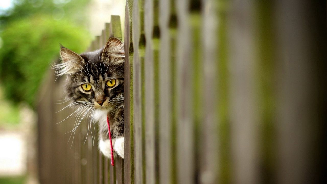 Wallpaper cat, furry, fence, face