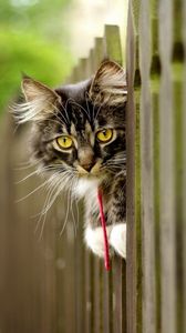 Preview wallpaper cat, furry, fence, face