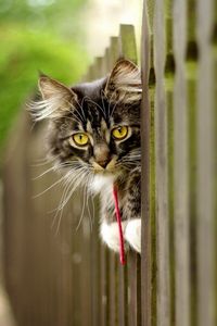 Preview wallpaper cat, furry, fence, face