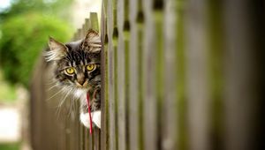 Preview wallpaper cat, furry, fence, face