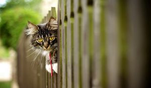 Preview wallpaper cat, furry, fence, face