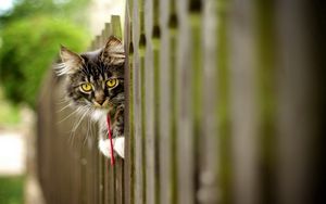 Preview wallpaper cat, furry, fence, face