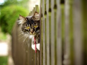 Preview wallpaper cat, furry, fence, face