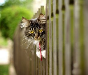 Preview wallpaper cat, furry, fence, face