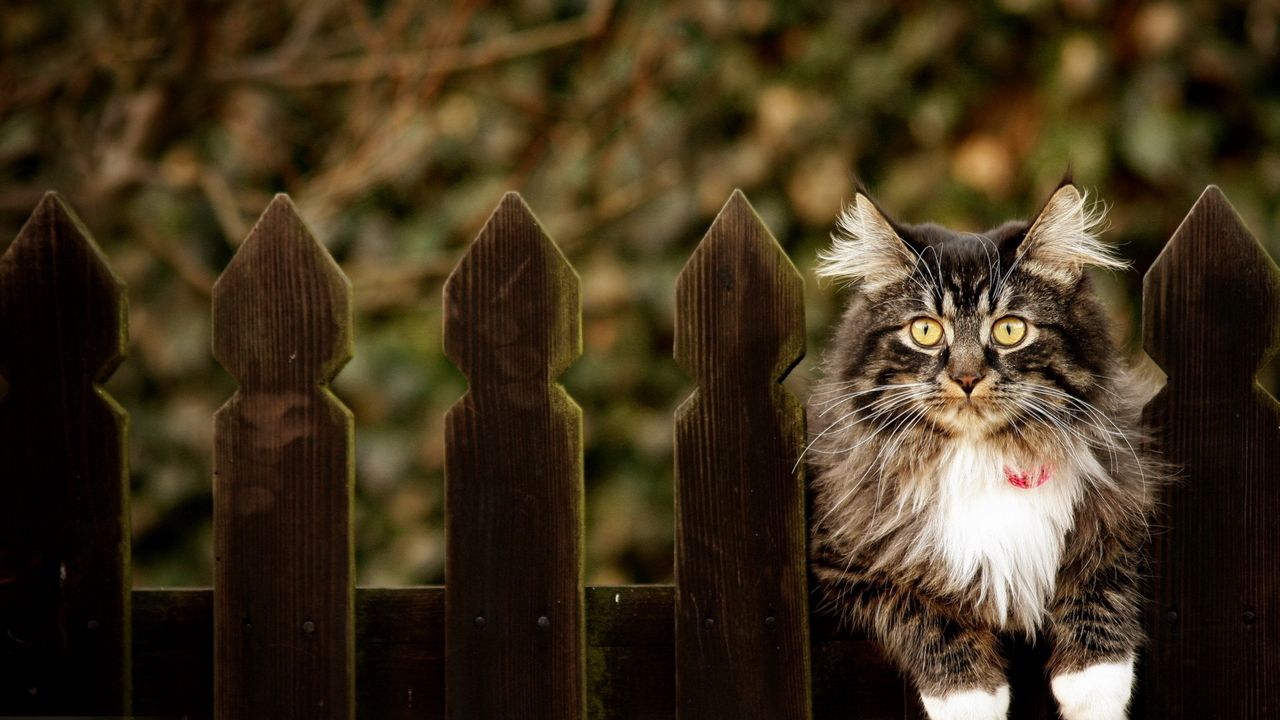 Wallpaper cat, furry, fence sitting, dog collar