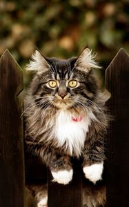 Preview wallpaper cat, furry, fence sitting, dog collar