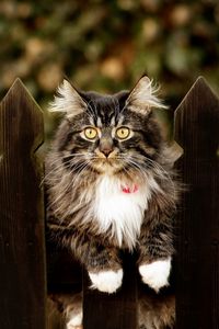 Preview wallpaper cat, furry, fence sitting, dog collar