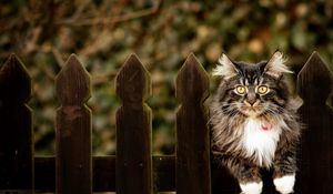 Preview wallpaper cat, furry, fence sitting, dog collar