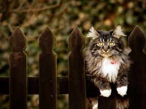 Preview wallpaper cat, furry, fence sitting, dog collar