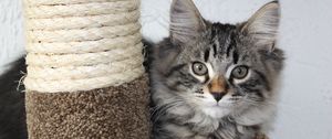 Preview wallpaper cat, furry, grass, lie