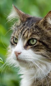 Preview wallpaper cat, furry, grass, spotted, muzzle