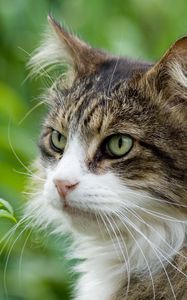 Preview wallpaper cat, furry, grass, spotted, muzzle