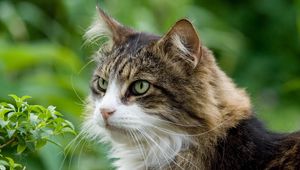 Preview wallpaper cat, furry, grass, spotted, muzzle