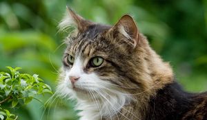 Preview wallpaper cat, furry, grass, spotted, muzzle