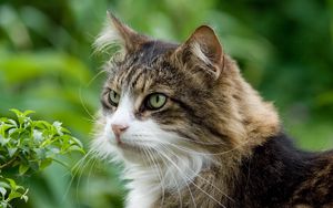 Preview wallpaper cat, furry, grass, spotted, muzzle